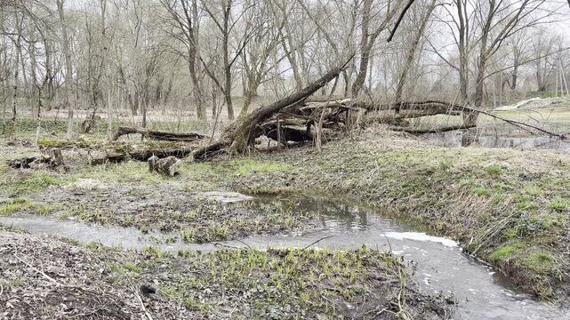 Spring Forest with babbling brook and birds singing 