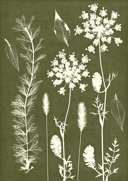 Khaki green cyanotype botanical composition with plants and flowers on textured paper