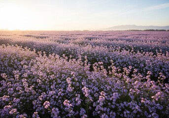 Obraz premium Lavender field at sunset - A serene landscape of purple blooms.