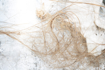 Naklejka premium Dirty hair pulled out of a sink plug hole tangled and knotted