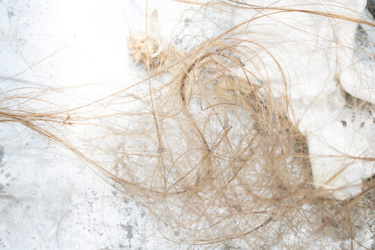 Dirty hair pulled out of a sink plug hole tangled and knotted