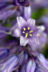 Close up of pretty bluebell blue flowers in a meadow © squeebcreative