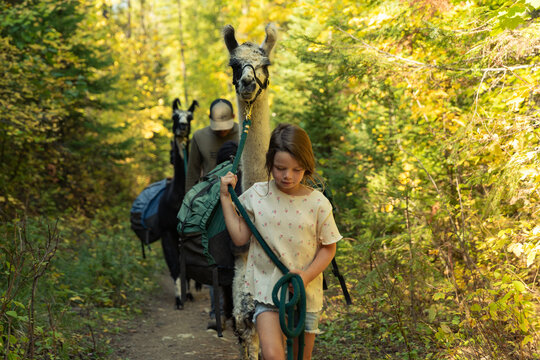 Child leading llama on forest trail during pack hike adventure