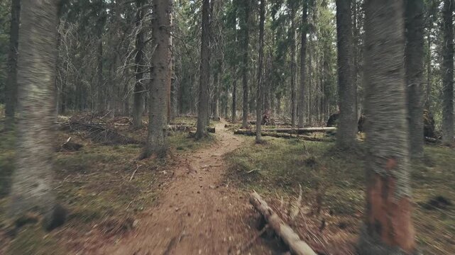 Spruce trees lie on the ground in Puijo forest after being affected by spruce bark beetles. The area shows the impact of insect activity on the woodland ecosystem.