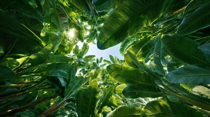 Fototapeta premium View from below, lush green leaves reach toward the sun in a tropical forest canopy, creating a bright, circular opening
