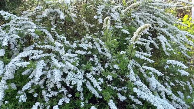 Cascading branches of a Spiraea arguta, Garland Spirea, shrub are covered in a profusion of tiny white flowers, creating a snowy, elegant floral display in a lush springtime garden.