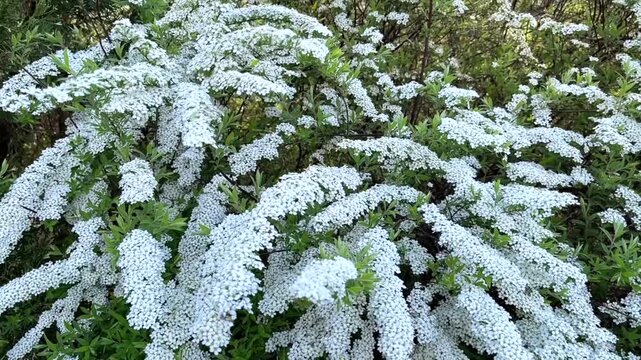 Cascading branches of a Spiraea arguta, Garland Spirea, shrub are covered in a profusion of tiny white flowers, creating a snowy, elegant floral display in a lush springtime garden.
