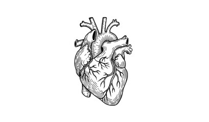 Hand drawn human heart line art vector illustration anatomical sketch © MD