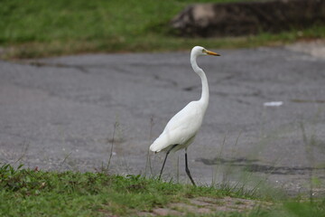 Fototapeta premium long necked white bird standing on long spindly legs beside paved road (close-up)