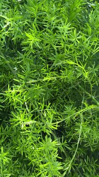Asparagus densiflorus green leaves close up as a nature background,4K.