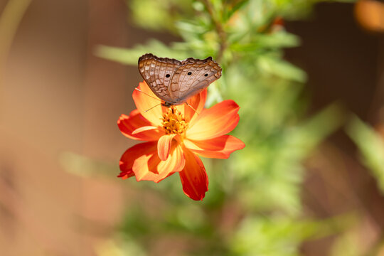 Butterfly Resting on Flower in Natural Environment	