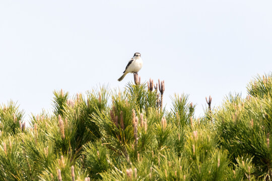 En lo m&aacute;s alto de la copa del pino hay posado un Alcaud&oacute;n com&uacute;n (Lanius senator)