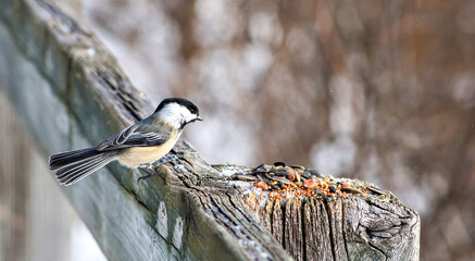 Black-capped chickadee perched on wooden post with seeds in winter © Claudia