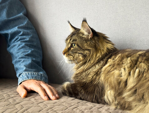 Maine Coon cat lies beside owner hand on sofa. Large fluffy pet rests calmly near person during clinic waiting moment. Concept of animal care companionship comfort..