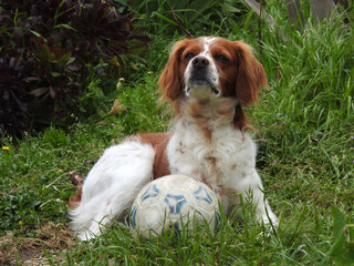 Spaniel breton © Steve Fossiant