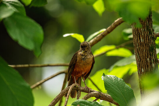 Sabi&aacute; Laranjeira (Turdus rufiventris)