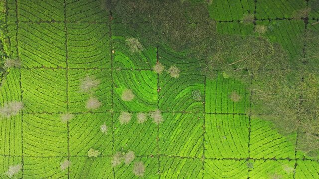 Aerial view of lush green tea plantations with scattered trees. The pattern of farmland divides the landscape. Natural textures and vibrant vegetation dominate the scenery