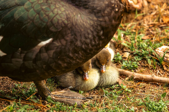 filhotes de pato abrigados embaixo da m&atilde;e