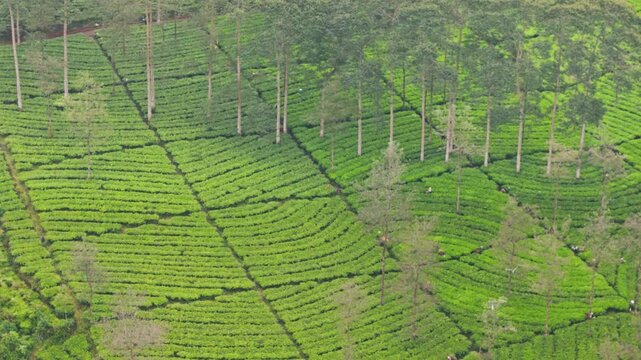 Aerial view of lush green tea plantations with scattered trees. The pattern of farmland divides the landscape. Natural textures and vibrant vegetation dominate the scenery