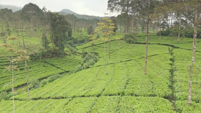 Aerial view of lush green tea plantations with scattered trees. The pattern of farmland divides the landscape. Natural textures and vibrant vegetation dominate the scenery