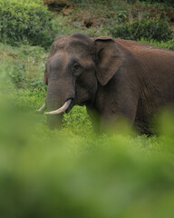 Obraz premium Wild elephant in natural habitat, The Nilgiris