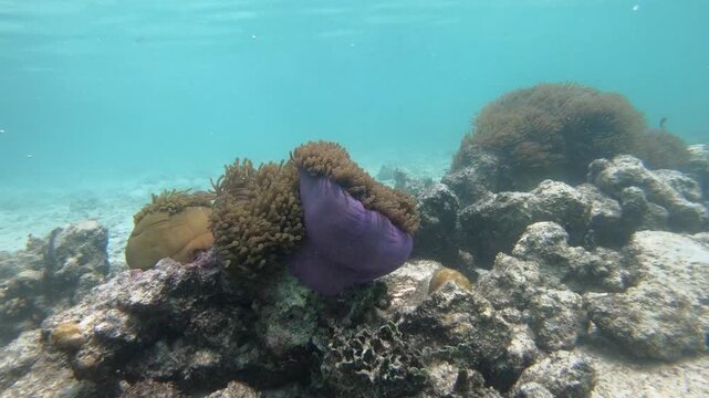 Radianthus magnifica, also known as magnificent sea anemone or Ritteri anemone, is a species of sea anemone in the family Stichodactylidae that is native to the Hawaii, USA, Indo-Pacific. 