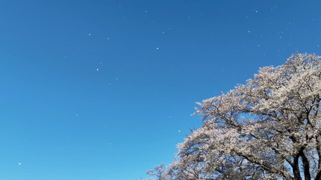 Hitome Senbonzakura | Falling Petals | Blue Sky - 4K Aerial Video

