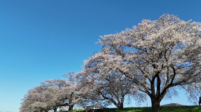 Hitome Senbonzakura | Cherry Trees | Blue Sky - 4K Aerial Video
