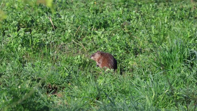muskrat in the natural habitat