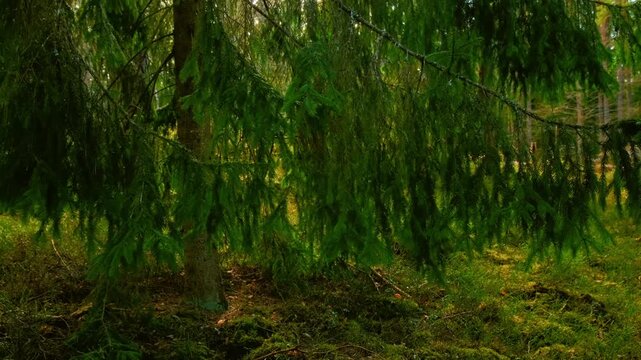 Sunlit spruce forest scene: closeup low-hanging conifer tree branches, soft golden light, mossy floor. Pan shot from ground level. Nature video to cover topics of biodiversity, climate change, ecology