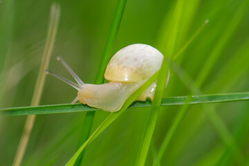Ein gelbe Schnecke im Gras. © boedefeld1969