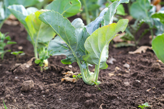 Kohlrabi Pflanzen auf einem Acker, Feld.