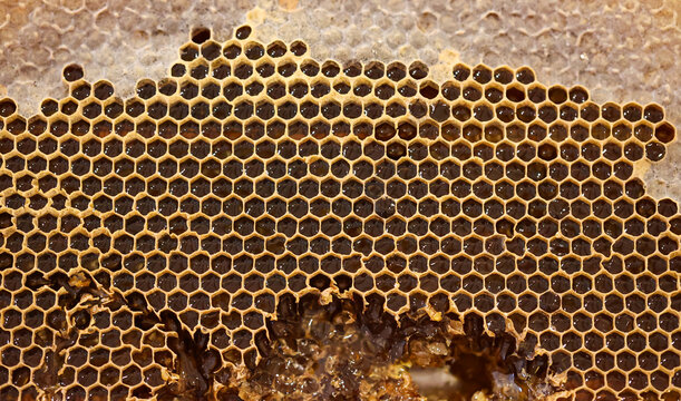 Eine Bienenwabe mit zum Teil schon geschlossenen Waben.
