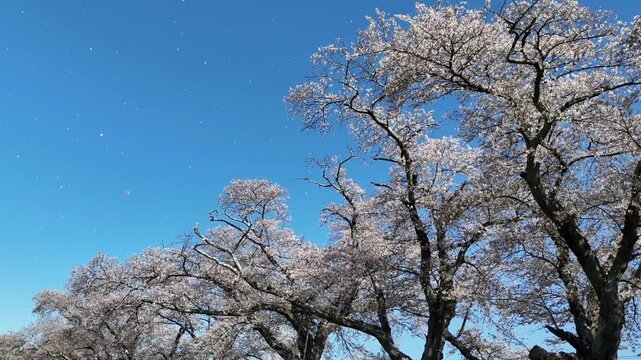 Hitome Senbonzakura | Falling Petals | Sakura - 4K Aerial Video
