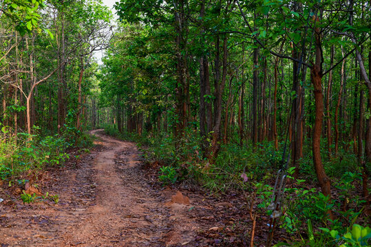 images from belpahari west bengal the land of the adivasis