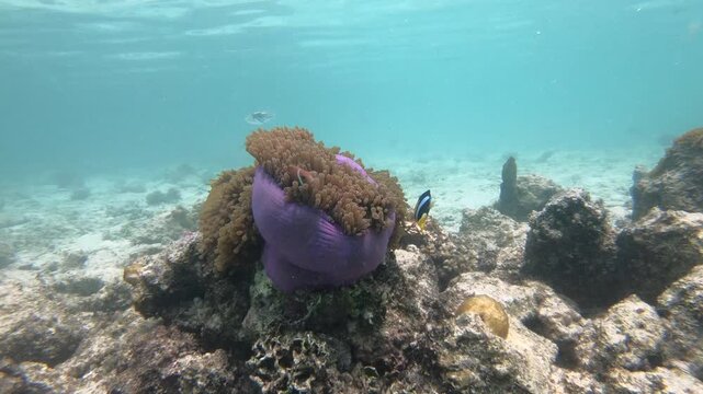 Radianthus magnifica, also known as magnificent sea anemone or Ritteri anemone, is a species of sea anemone in the family Stichodactylidae that is native to the Hawaii, Indo-Pacific and clownfishes