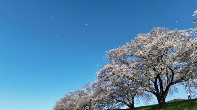 Falling Sakura Petals | Hitome Senbonzakura - 4K Aerial Video
