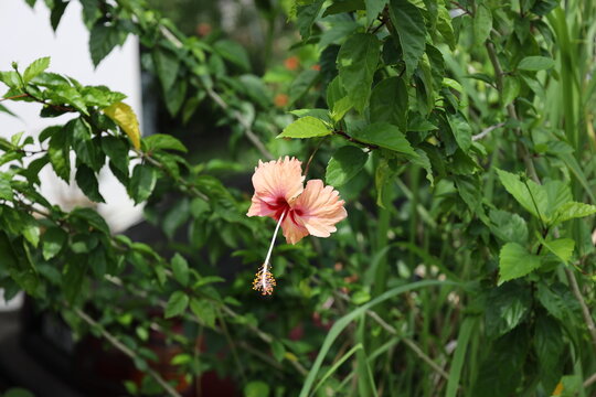 single peach, pink, red flower, green leaves in full sunshine