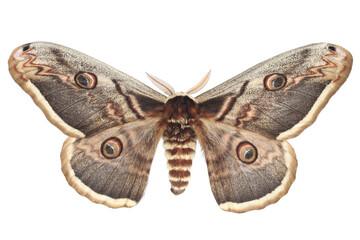 Giant Peacock Moth (Saturnia pyri) isolated on white © Vitalii Hulai