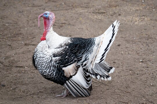 Royal palm turkey standing on farm ground