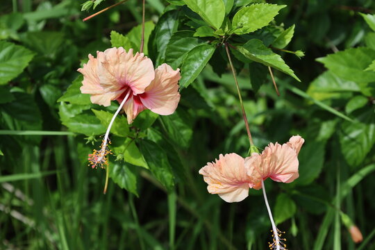 pair of peach, pink, red flowers, green leaves in full sunshine (macro, close-up)