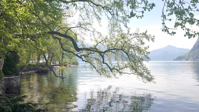 Lake Lugano View Through Lush Park Vegetation with Monte San Salvatore Mountain, Scenic Nature Landscape for Travel and Relaxing Background