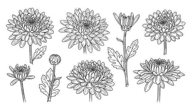 Chrysanthemum botanical line drawing set with detailed flower sketches isolated on white background vector