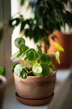 Close up of Pilea peperomioides houseplant in clay pot on windowsill, selective soft focus. Potted Chinese money plant in sunlight. Home gardening. 