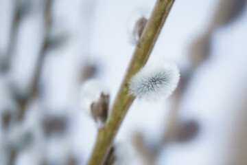 Zbliżenie na puszyste bazie wierzbowe na gałązce. Delikatne kotki wierzby na jasnym, rozmytym tle jako symbol nadchodzącej wiosny i Wielkanocy. Makrofotografia natury pełna spokoju i światła. © Henryk Niestrój