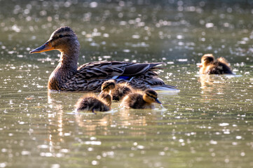 Samica kaczki krzyżówki z małymi kaczętami pływająca po jeziorze w świetle zachodzącego słońca. Rodzina dzikich kaczek na wodzie. Malownicza scena przyrodnicza, macierzyństwo i wiosna w parku. © Henryk Niestrój