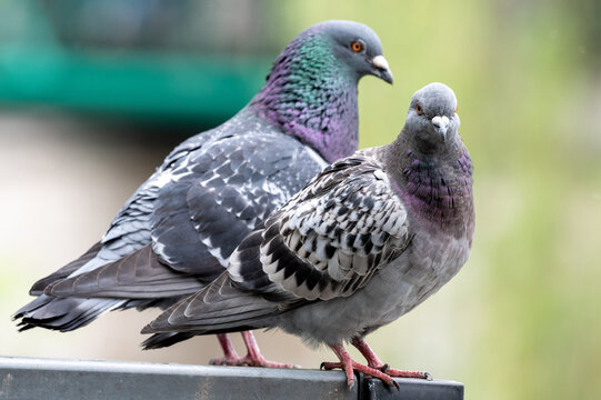 Dwa gołębie skalne siedzą blisko siebie na metalowej poręczy. Przedni gołąb jest cętkowany, a tylny ma mieniący się, opalizujący kark. Rozmyte zielone tło natury.