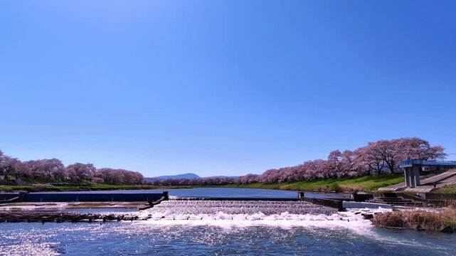 River Weir | Hitome Senbonzakura | Spring - 4K Aerial Video
