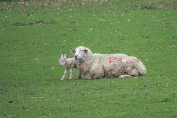 Naklejka premium portrait of sheep ewe with cute young lamb