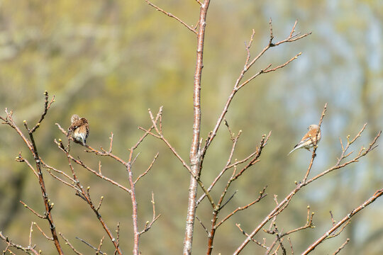 male and female linnets carduelis cannabina perched in a tree with a blurred background